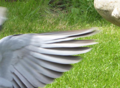 Wood pigeon wing