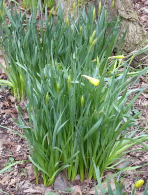 Daffodil clump with buds