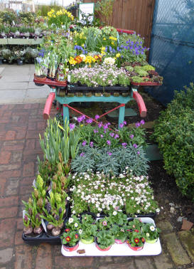 Barrow with plants for sale