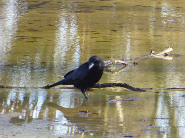 Crow in puddle