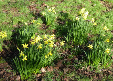 Daffodil clumps