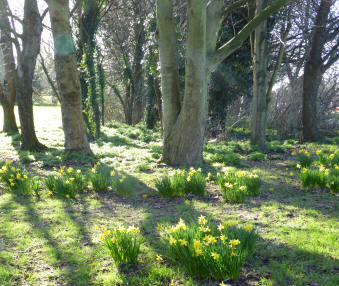 Daffodils under trees