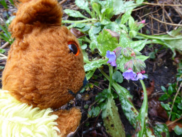 Pulmonaria