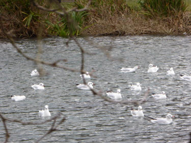 Seagulls on pond