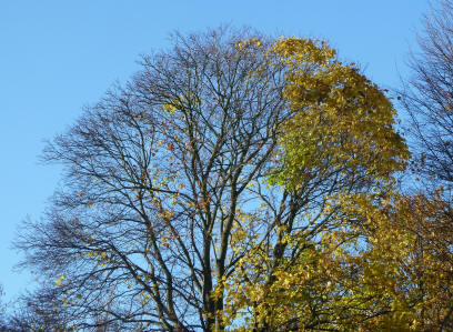 Autumn leaves on tree in Priory Park