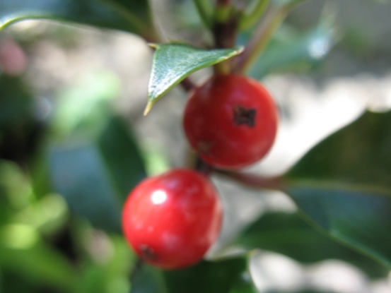 Two red holly berries