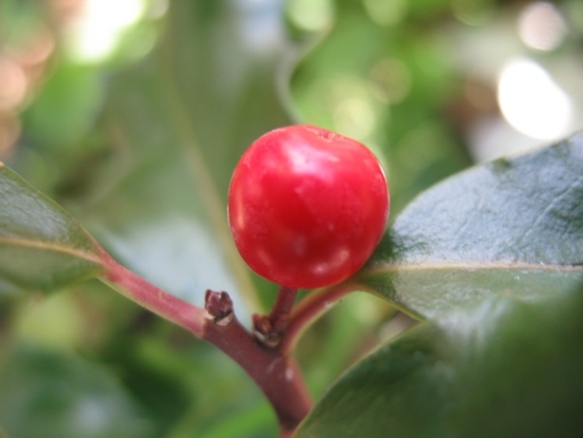 One red holly berry