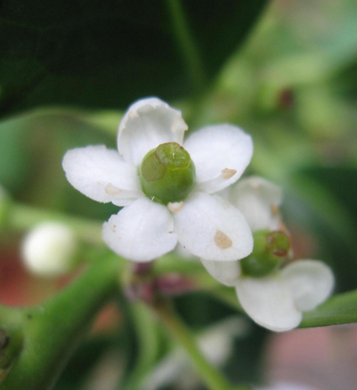 Holly flower with green berry