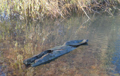Log or Logosaurus in Orpington Priory pond