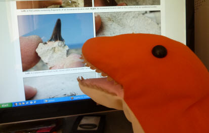 Dino on the fossil website admiring a shark's tooth