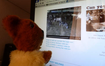 Yellow Teddy watching the donkey barn webcam