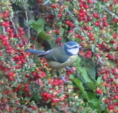 Bluetit