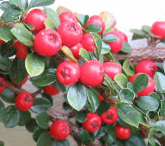 Thank you bees - cotoneaster berries