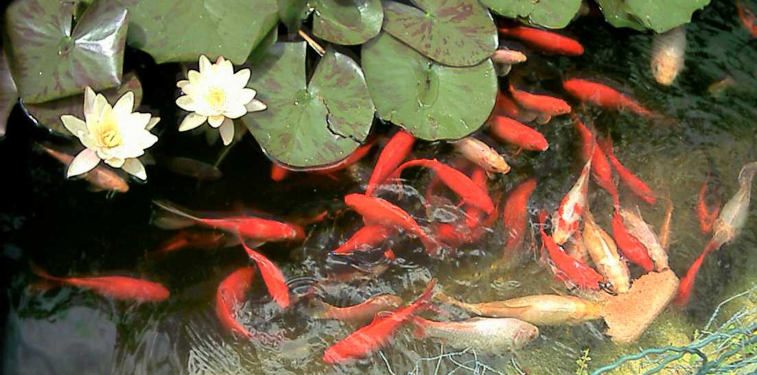 Fish eating bread