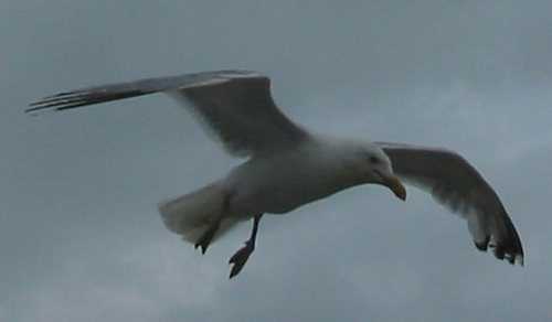 Hastings seagull