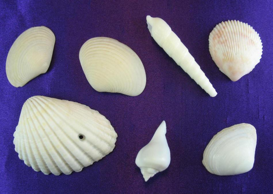 Indian Ocean shells
